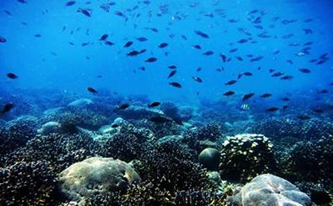 Image of coral